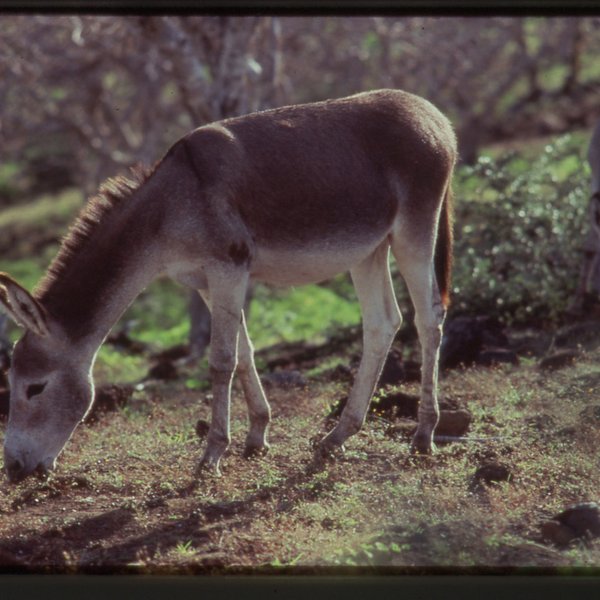 Equus asinus Linnaeus, 1758
