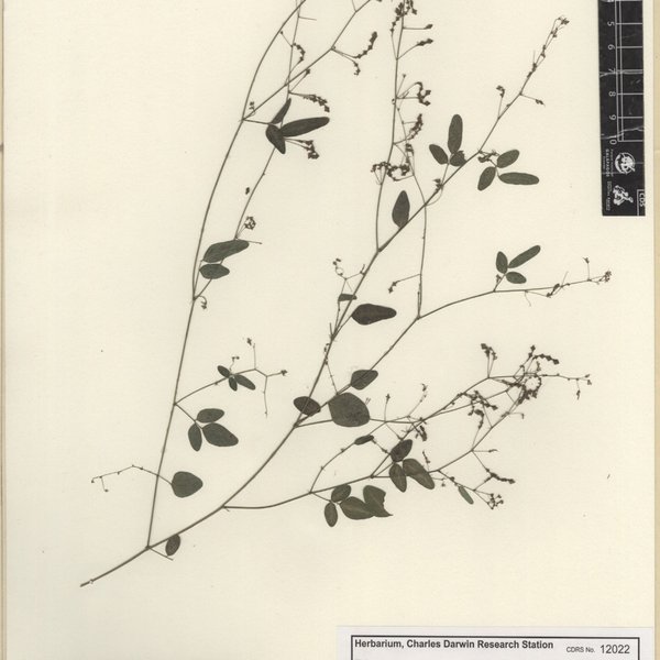Desmodium procumbens (Mill.) Hitchc.
