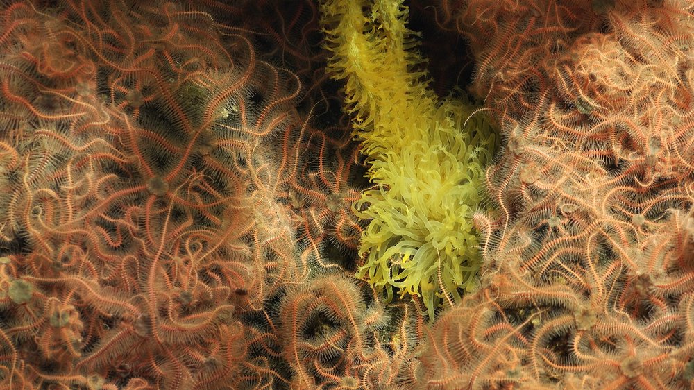 Corales y estrellas de mar. Foto: Schmidt Ocean Institute
