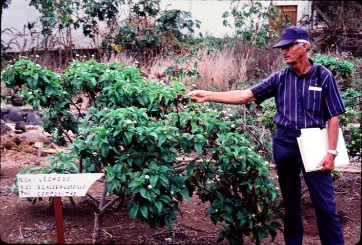 Don Jacinto Gordillo with an example of the plant Scalesia gordilloi, named in his honor.