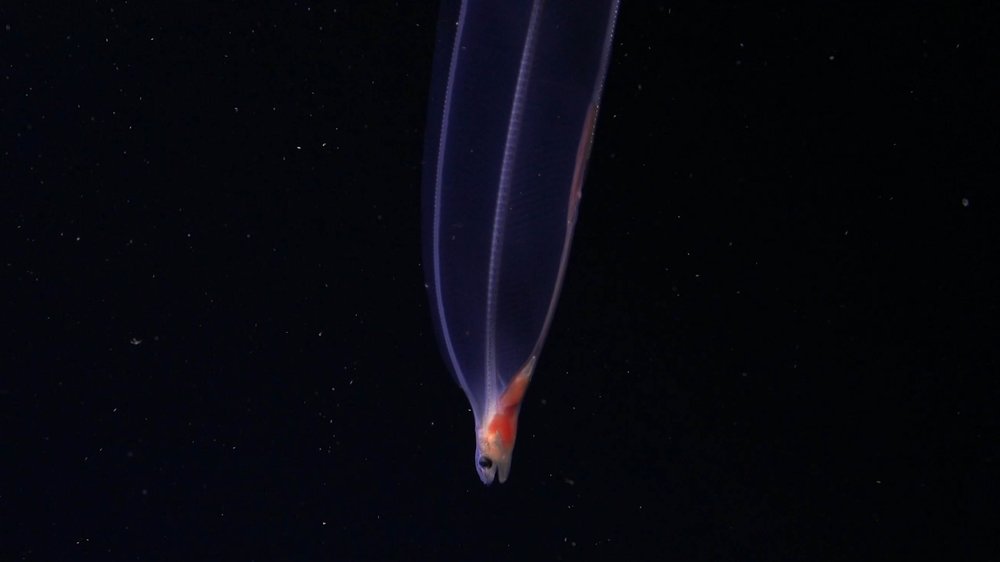 Larva de anguila. Foto: Schmidt Ocean Institute