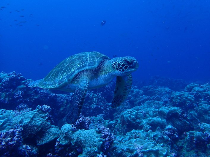The sighting of a marine turtle.