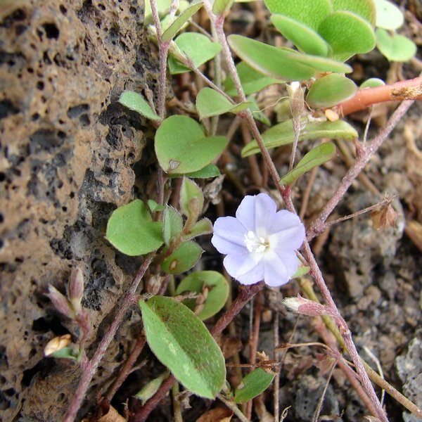Evolvulus convolvuloides (Willd. ex Schult.) Stearn