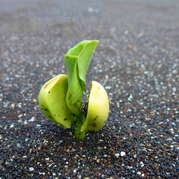 Ipomoea pes-caprae (L.) R. Br.