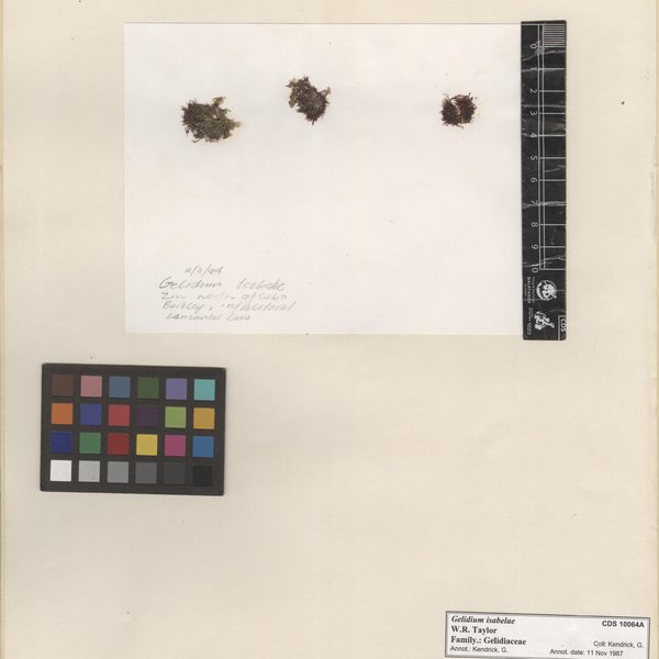 Gelidium isabelae W.R. Taylor