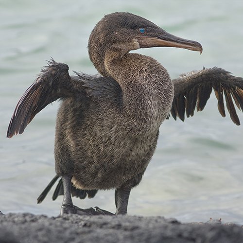 Phalacrocorax harrisi Rothschild, 1898