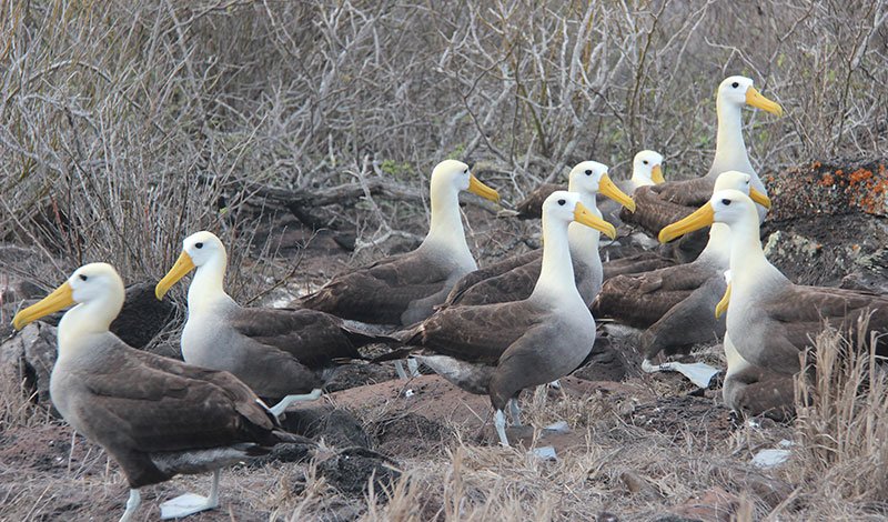 Albatros de Galápagos
