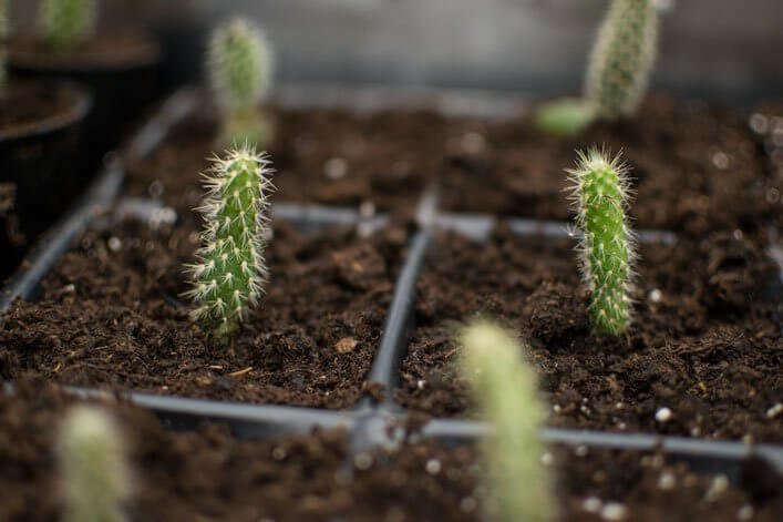 Baby cacti hand grown to restore South Plaza populations.