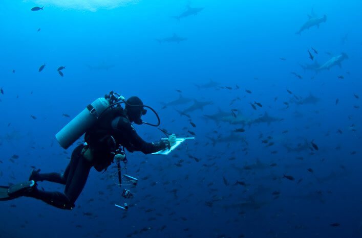 CDRS Marine Scientists conducting shark census using stereo-video surveys.