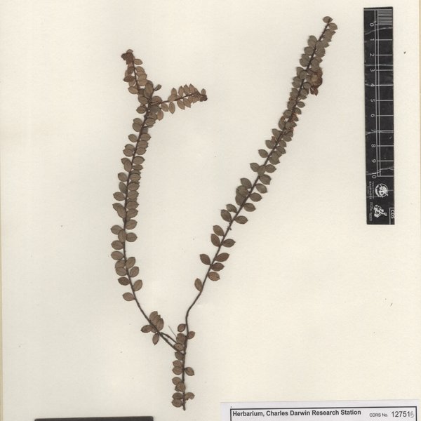 Pernettya howellii Sleumer