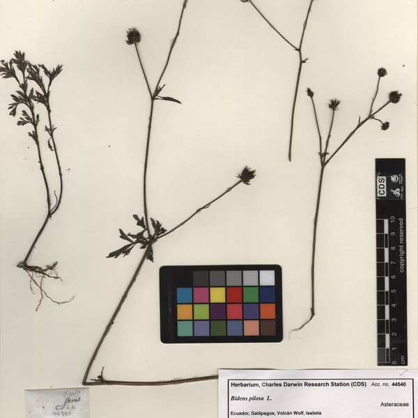 Croton scouleri Hook. f.