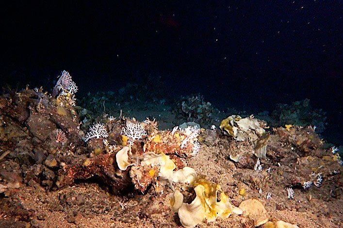 Deep sea sponge and coral garden found at around 180m depth. 