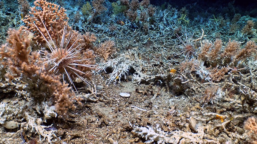 Erizo de mar sobre un coral vivo (izquierda) con coral fósil, la base del arrecife vivo en el fondo. Imagen cortesía de L. Robinson (U. Bristol), D. Fornari (WHOI), M. Taylor (U. Essex), D. Wanless (Boise State U.) NSF/NERC/HOV Alvin/WHOI MISO Facili