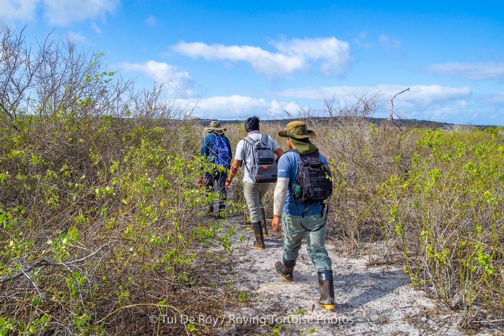 Expedición hacia Punta Manzanillo en la isla Española para evaluar la población de L. lecocarpoides. Foto: Tui De Roy.