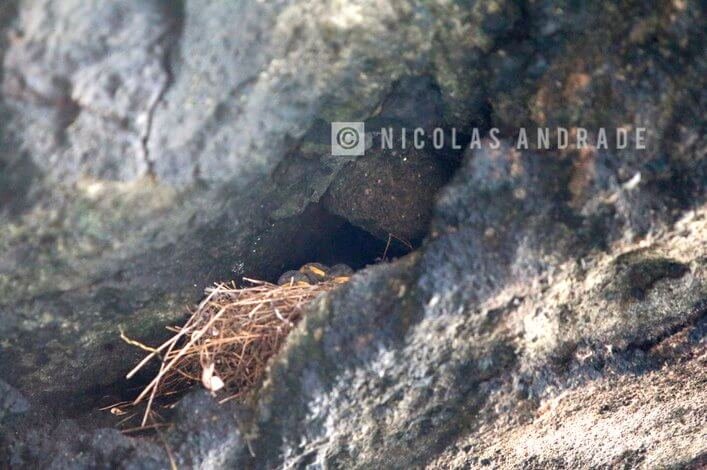 Galapagos martin nest photographed in march, 2017 in Tagus.