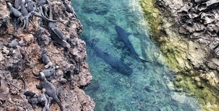 Iguanas marinas (<em>Amblyrhynchus cristatus</em>) calentándose en la roca junto a los tiburones punta blanca (<em>Triaenodon obesus</em>) que descansan en un canal de lava sumergido en la isla Isabela.