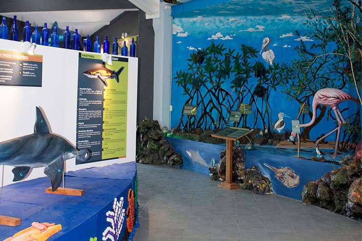 In the left side, sharks’ anatomy and senses section and in the right, mangroves  as a nursery area for juvenile sharks. 