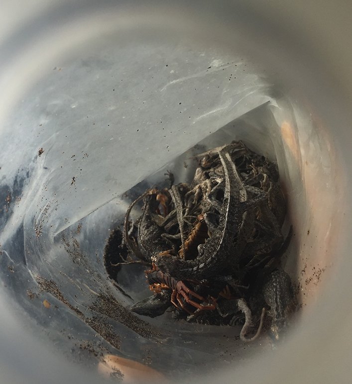 Life in plastic: Galapagos lava lizards and centipedes trapped and died inside a plastic bottle.