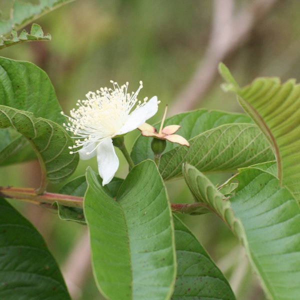 Psidium guajava L.