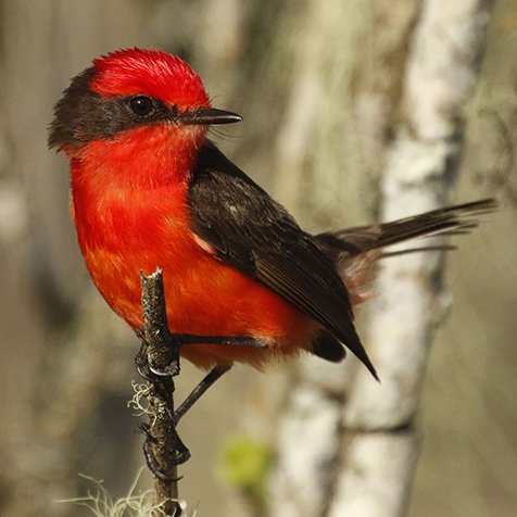 Pyrocephalus nanus Gould, 1838
