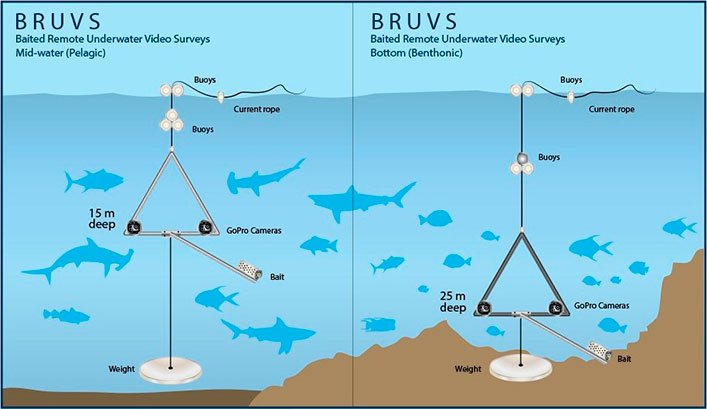 Schematic representation of the differences between pelagic and benthic BRUVs.