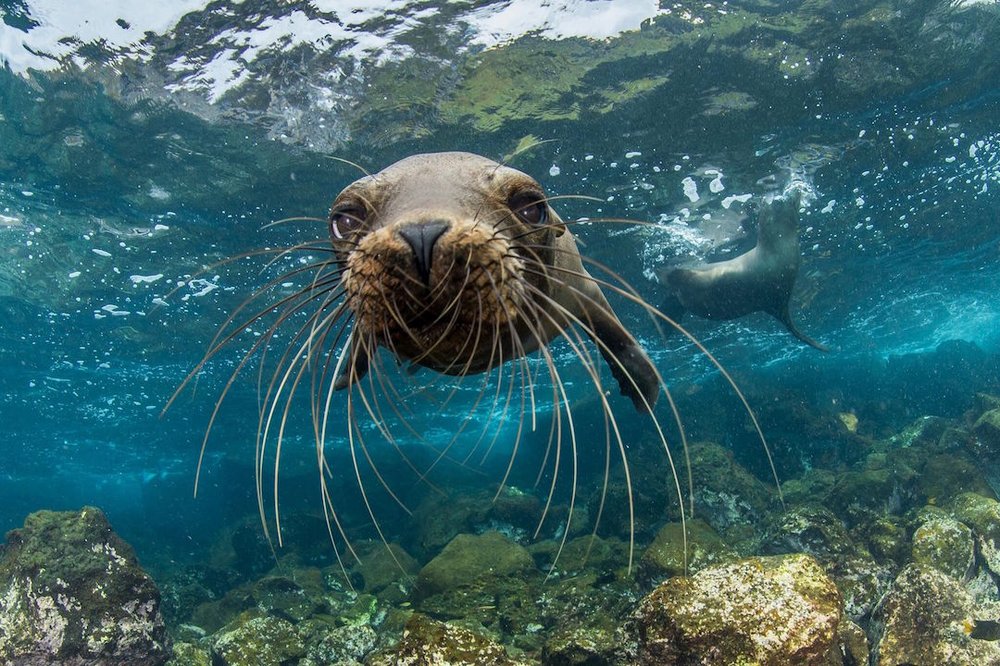 Sea lion in the Galapagos Islands.