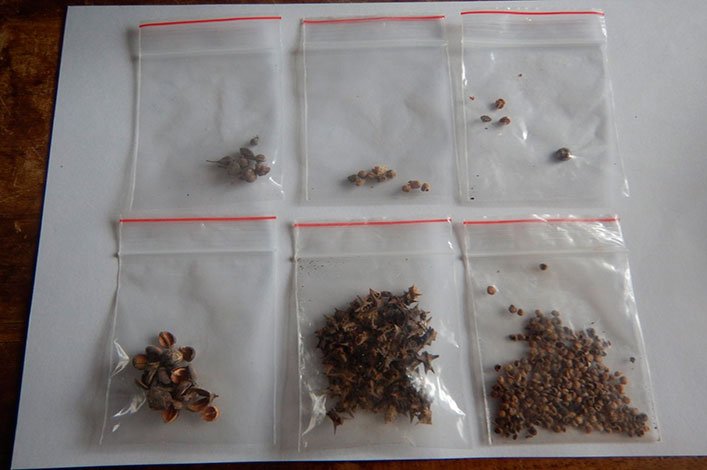 Seeds found in soil samples.