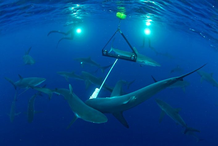 Silky sharks and a Galapagos shark around the camera system of stereo-BRUVs.