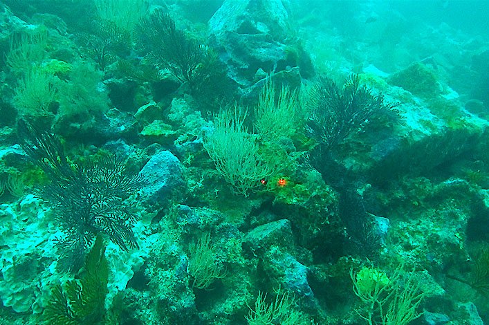 Soft coral gardens found between 40-60m depth