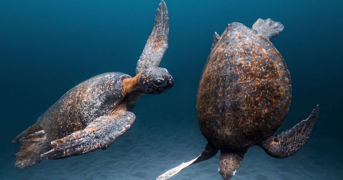 Which is the smallest turtle in the world? • Turtle Conservation
