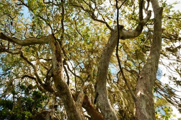 Un árbol endémico de Galápagos, guayabillo (Psidium galapageium), cubierto con 