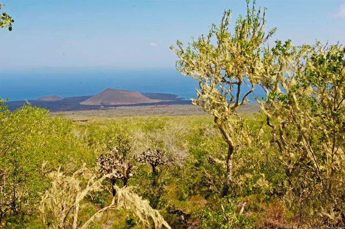 Vista de la parte alta de la Isla Santiago, Galápagos, con árboles cubiertas en 