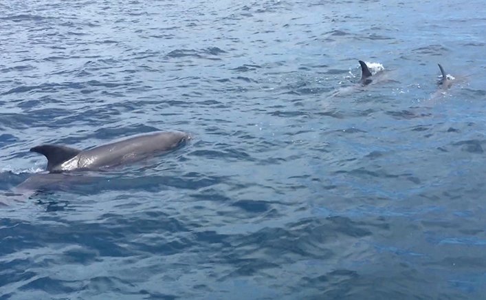 Wildlife keeping us company during the expedition. These bottlenose dolphins followed us until Marchena.