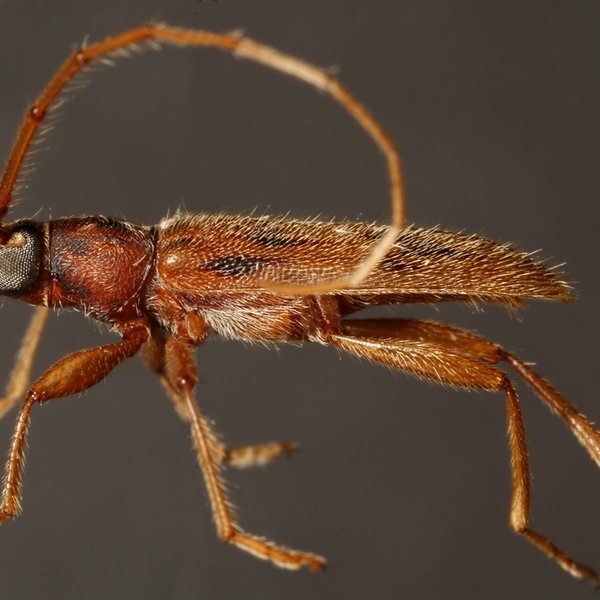 Achryson lineolatum Erichson, 1847