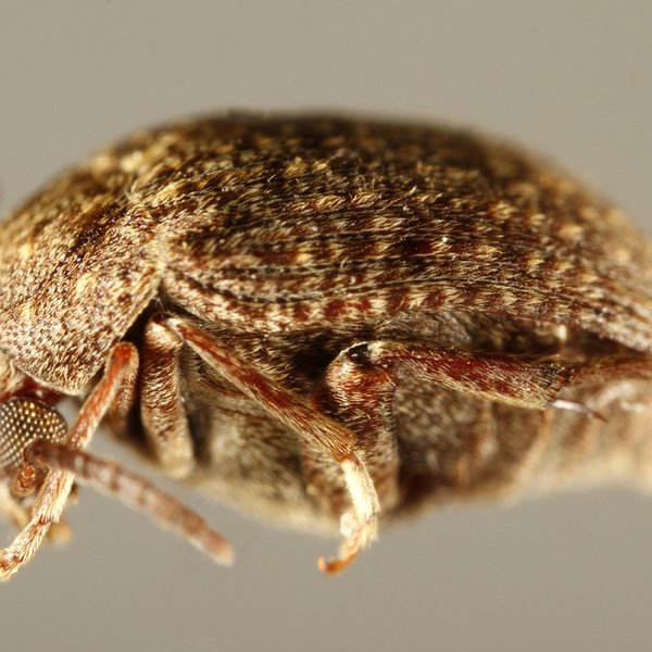 Amblycerus galapagoensis (Blair, 1928)