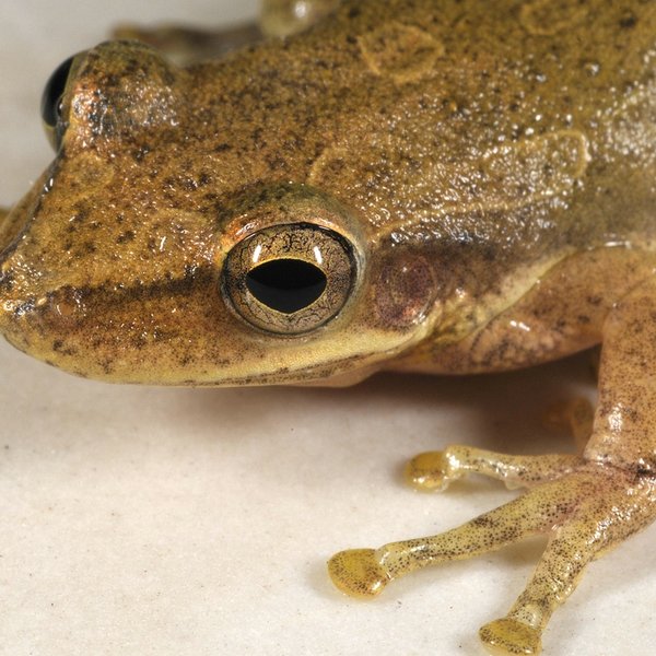 Scinax quinquefasciatus Fowler, 1913