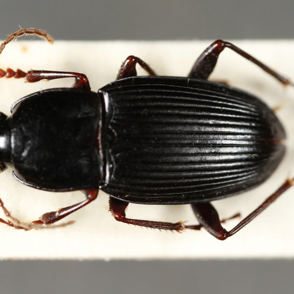 Pterostichus duncani (Van Dyke, 1953)