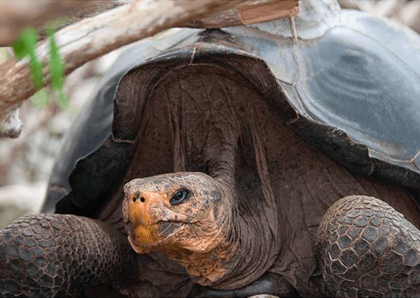 Giant Tortoise Dashboard